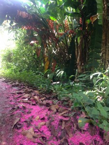 caminho rosa